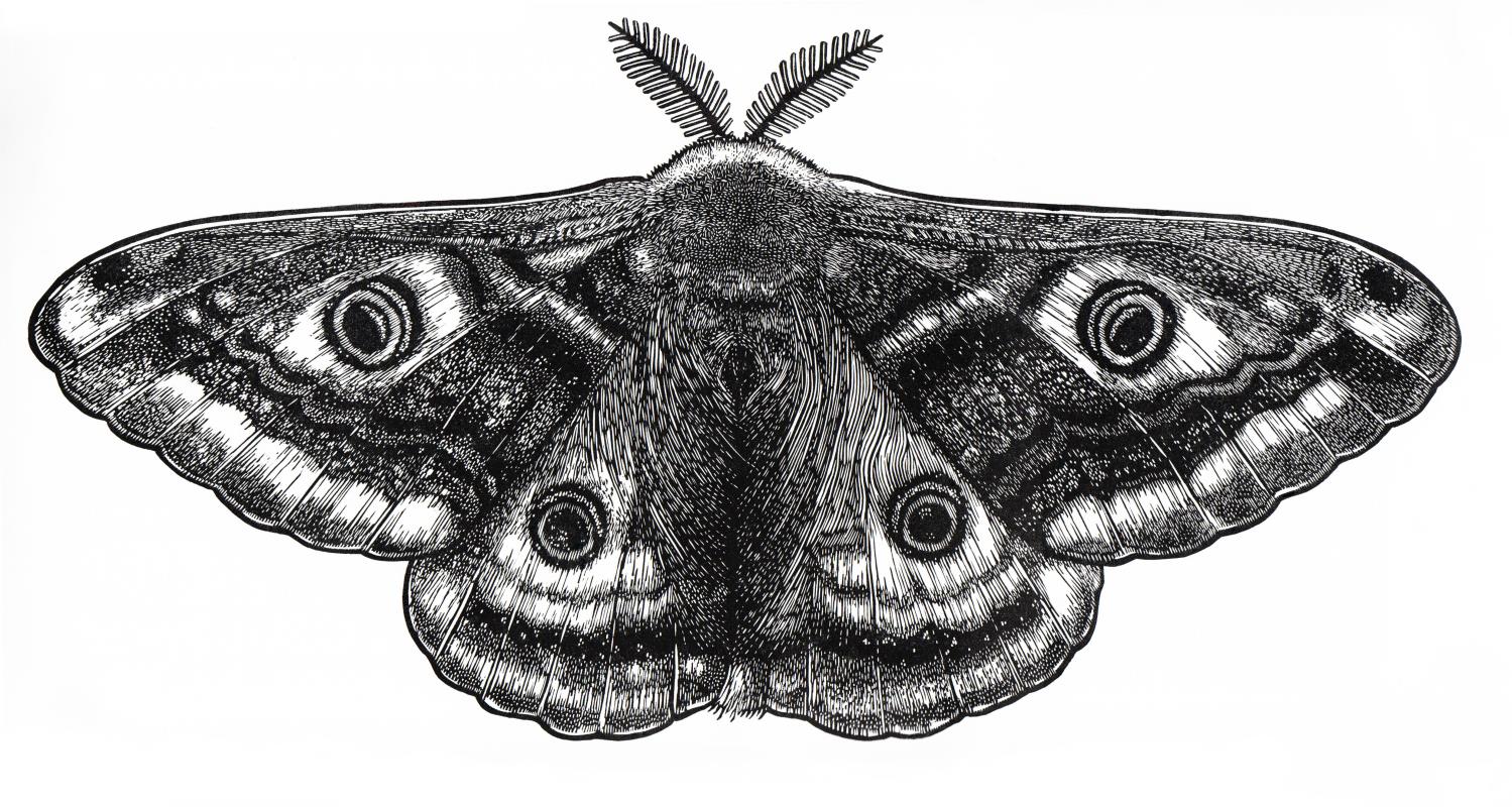 Saturnia pavonia 